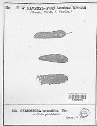 Cercospora crotonifolia image